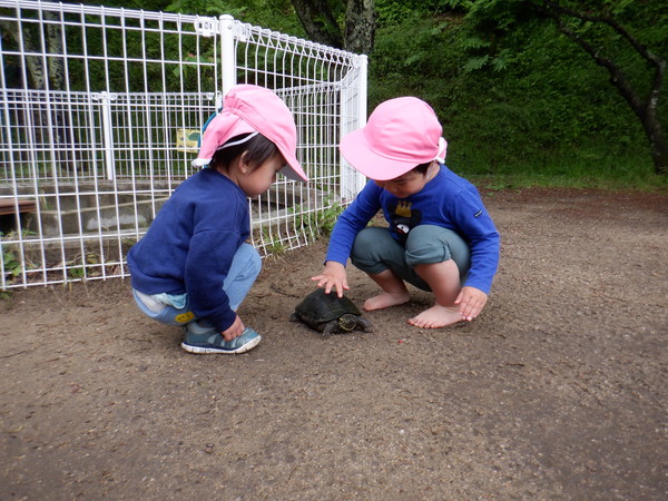 恐る恐るカメさんこんにちは